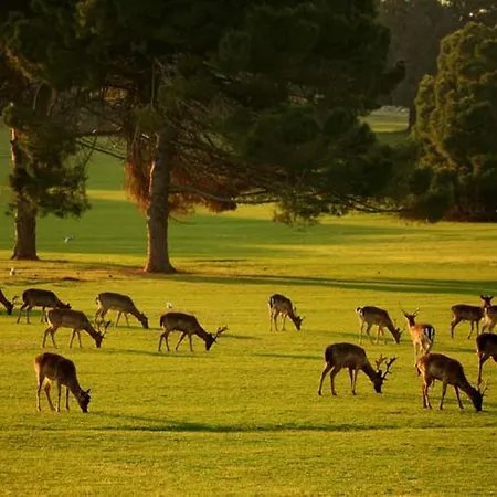 Amfora Deluxe פולה