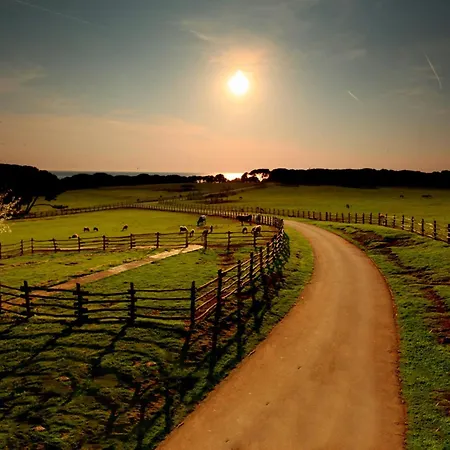 Amfora Deluxe פולה