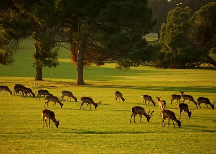 Amfora Deluxe Πούλα